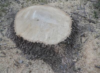 a tree stump awaiting removal