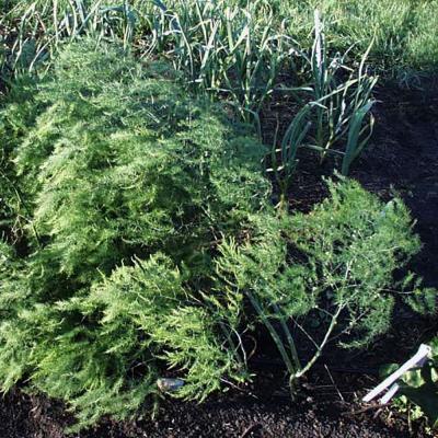 a bushy, fern-like green plant with multiple stems.