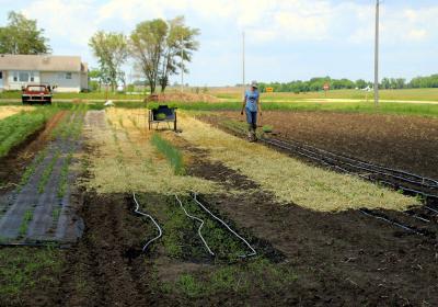 hay spread as much on the ground throughout a garden