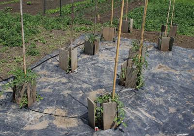 tomato plants growing in small hols within a large, black plastic mulch cloth.