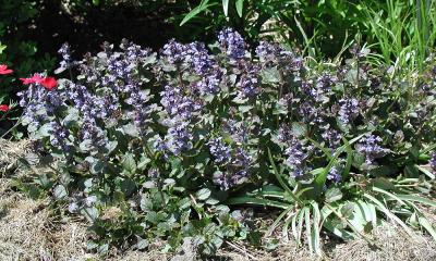 powdery green ground cover with delicate light purple flowers