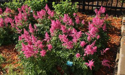 a bushy ground cover plant with spiring bright pink flowers