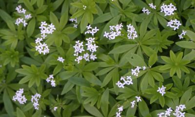 ground cover plant with star-shaped leaves and delicate white flowers