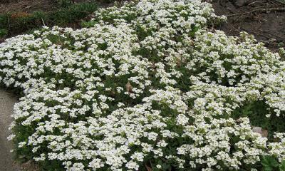 Perennial Ground Covers For Sunny Gardens Perennial Ground Covers For Sunny Gardens, Ground Cover White Flowers