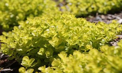 A green, leafy plant with bright yellow to green leaves.