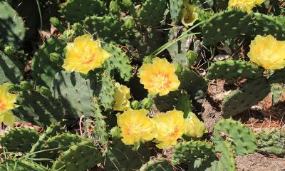 A cactus with several large prickly pears and bright yellow flowers blooming atop.