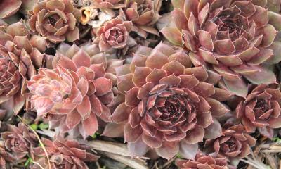 A flower-shaped succulent plant with burgundy to white leaves.