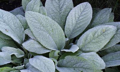 a leafy plant with big, fuzzy leaves that are white to green in color