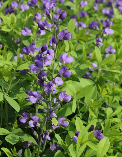 purple baptisia flowers blooming from a cane