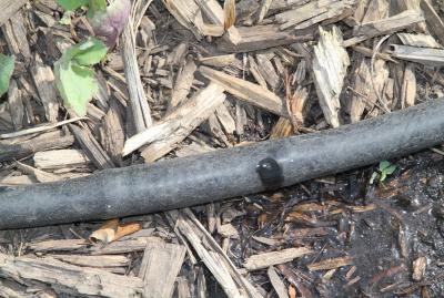 black hose with a small hole. water is dripping from the hole