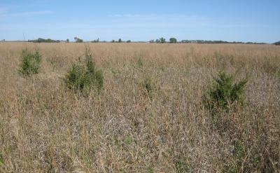 several small eastern red cedar trees growing in rangeland