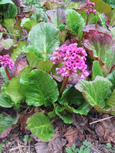 plant with thick, green leaves and clusters of pink, cup-shaped flowers.