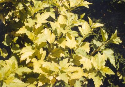 shrub with bright yellow leaves