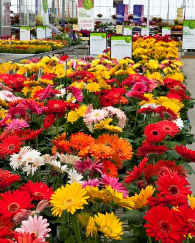 variety of gerberas on display at a garden center