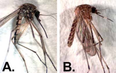 Two mosquitoe samples side-by-side. The one on the left is labeled "A". The right one is labeled "B".