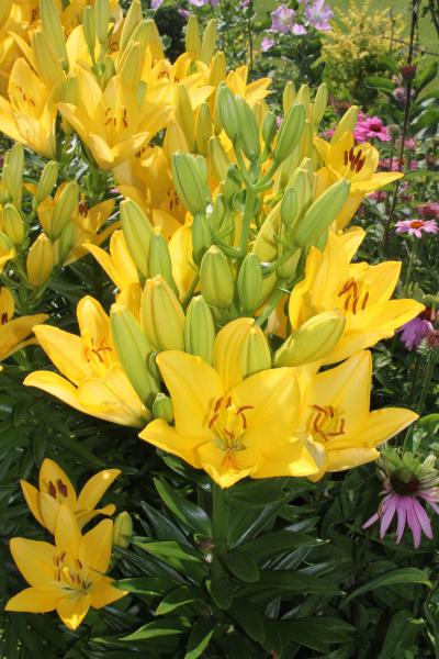a lily plant with bright, yellow flowers