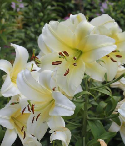 Elusive, an Orientpet hybrid lily. soft, yellow to white lily flowers