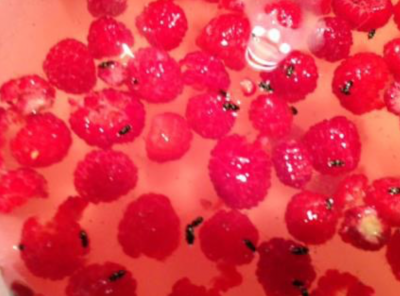 cluster of bright red raspberries with small black beetles burrowed inside some berries.