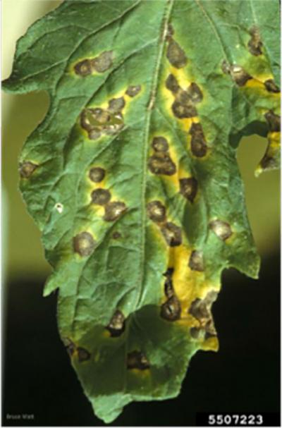 green leaf with several, ring-like brown spots throughout.