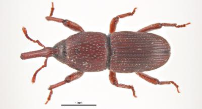 Elongate red beetle with long mouthparts.