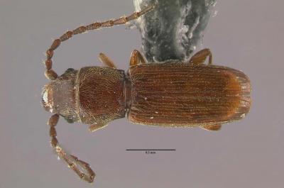 Brown beetle that is flat. Has long segmented antennae.