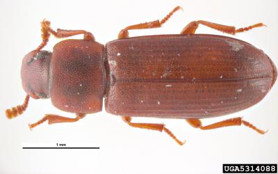 Red beetle.
