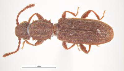 Brown beetle with saw blade like projections on thorax.