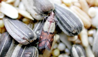 Small brown moth with tan stripe near head.