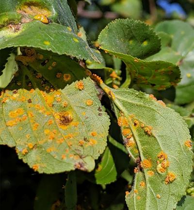Green leaves on a buckthorn tree covered with crusty spots of bright orange crown rust inoculum.