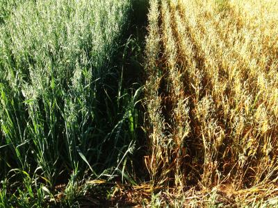 Two varieties of oats planted side-by-side. The variety on the left is green and healthy. The variety on the right is brown and yellow, symptoms of severe crown rust.