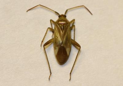 : Greenish brown bug on a white background.