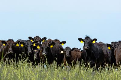 A group of black angus cows grazing in a late spring field.