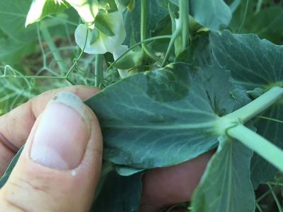 The underside of a pea leaf. There is a white film developing on it.