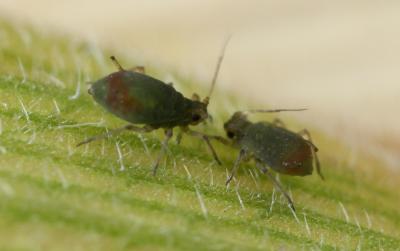 Two, dark green aphids on a bright green leaf.