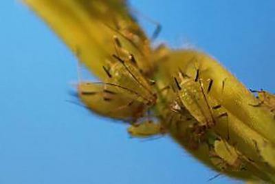 Yellowish-green aphids on a yellow plant stem.