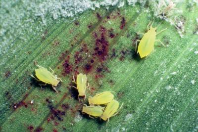 Bright green aphids on a dark green plant leaf.