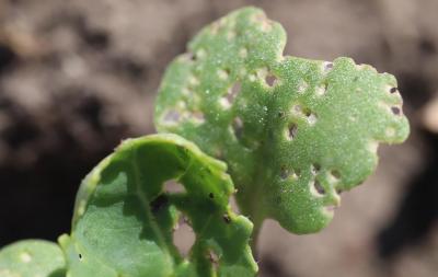 Canola leaves with small, irregular wholes present.