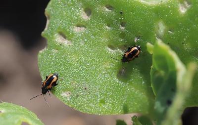 Small flea beetles with yellow markings on each side of the body.