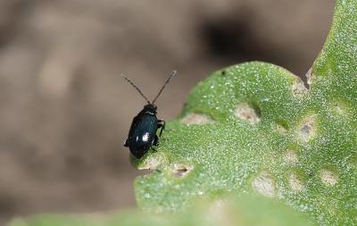Black flea beetle on canola.