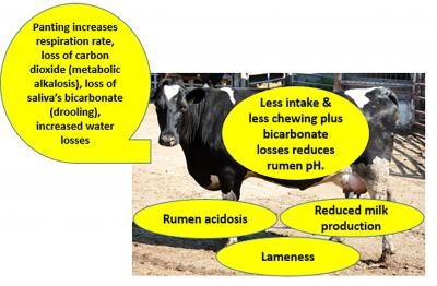 A spotted, black-and-white dairy cow with yellow callouts explaining symptoms of heat stress, including: rumen acidosis, reduced milk production, lameness, less intake & less chewing plus bicarbonate losses reduces human pH. Panting increases, respiration rate, loss of carbon dioxide (metabolic alkalosis) loss of saliva's bicarbonate (drooling), increased water losses.