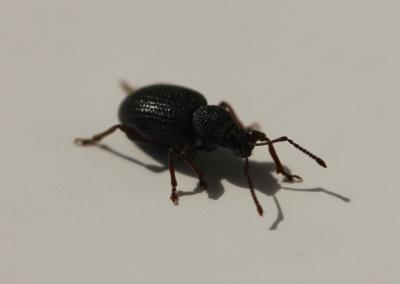 Shiny black beetle on a white background.
