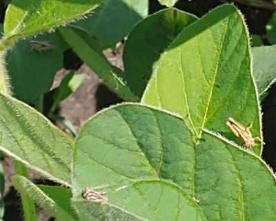 Small grasshoppers feeding on green soybean leaves.