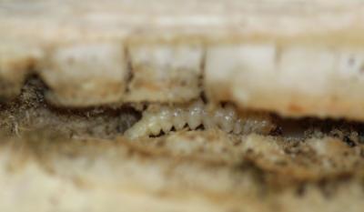 Accordion shaped white larvae with brown head in the center of a sunflower stem.