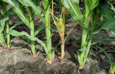 Corn plants with noticable rotting near the bottom stem.