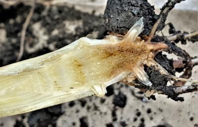 Corn stem split open revealing a brown to yellow, slimey rot spreading throughout.