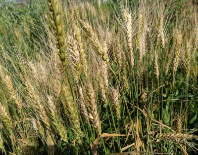 Wheat plants with severe bleaching on the heads throughout.