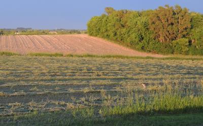 A green cut alfalfa field dries as the sun sets.