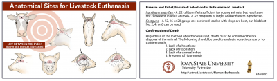 The front and backside of a wallet-sized authanasia card. The front side has illustrations of the proper anatomical sites for livestock euthanasia. The back side has a set of proper firearms and bullet shotshells to use along with steps for confirmation of death.