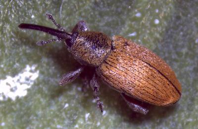 Small beetle with elongated black snout. Beetle is red-orange in color.