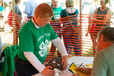 male youth wearing a green showing showing his rabbit project to a judge during the State Fair